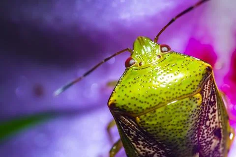 Pentatomoidea Foto stock