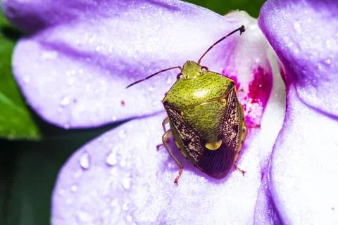 Pentatomoidea Stock Photos