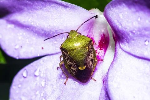 Pentatomoidea Stock Photos