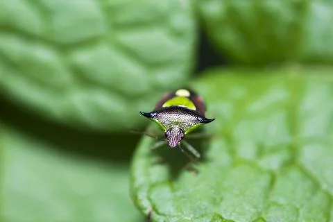 Pentatomoidea Stock Photos