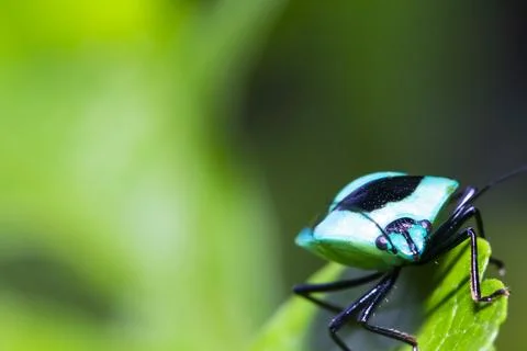 Pentatomoidea Foto stock