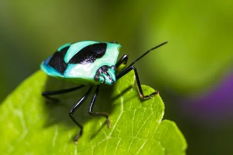 Pentatomoidea Stock Photos