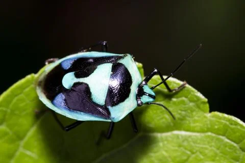 Pentatomoidea Stock Photos