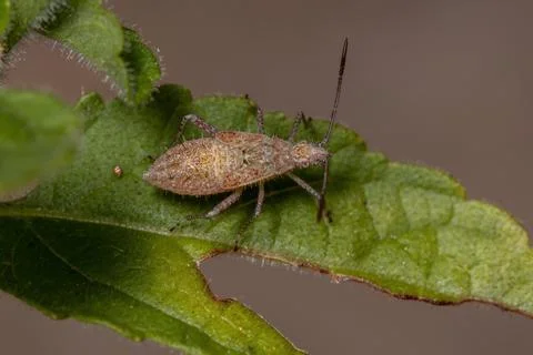 Pentatomomorph Bug nymph Stock Photos