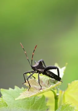 Pentatomomorpha bedbugs. Black beetle with 6 legs and long striped red-black Stock Photos