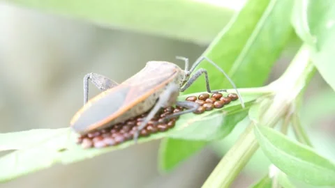 Pentatomomorpha (stink bugs) are guarding their ovums on leaves 4K Stock Footage 154122752