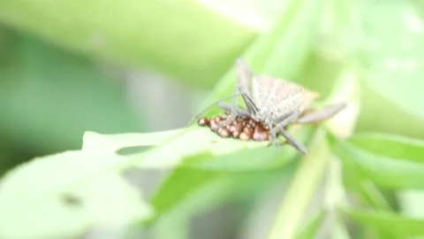 Pentatomomorpha (stink bugs) are guarding their ovums on leaves 4K Stock Footage 154122756