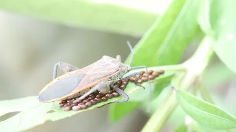Pentatomomorpha (stink bugs) are guarding their ovums on leaves 4K Stock Footage 154122885