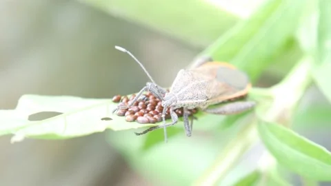Pentatomomorpha (stink bugs) are guarding their ovums on leaves 4K Stock Footage 154122910