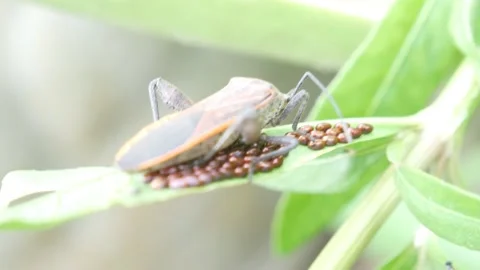 Pentatomomorpha (stink bugs) are guarding their ovums on leaves 4K Stock Footage 154122951