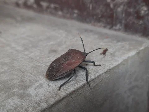 The Pentatomomorpha comprise an infraorder of insects. Stock Photos