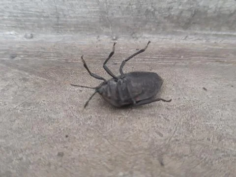 The Pentatomomorpha comprise an infraorder of insects. Stock Photos
