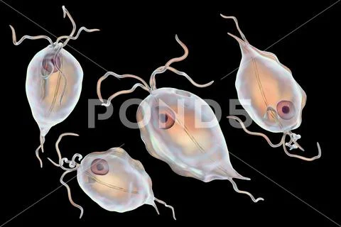 Pentatrichomonas hominis protozoan ~ Clip Art #98138923