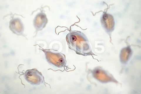 Pentatrichomonas hominis protozoan: Royalty Free #98139010