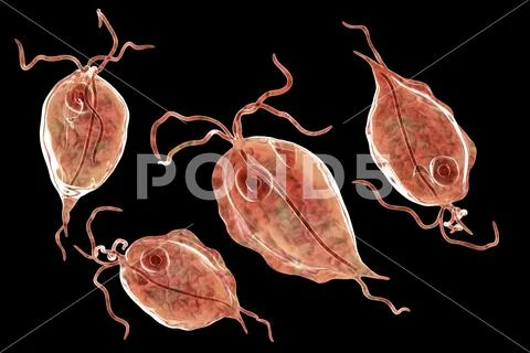 Pentatrichomonas hominis protozoan Illustration #98312244