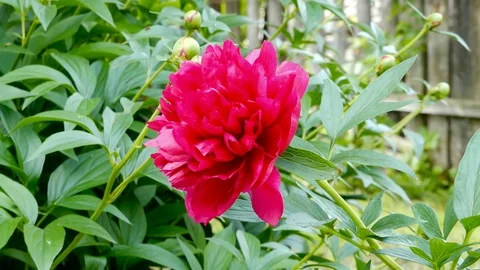 Pentecostal rose close up Stock Footage 90220422