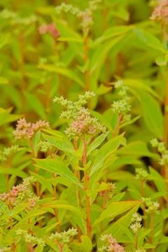 Penthorum sedoides. Stock Photos