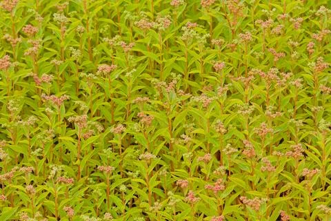 Penthorum sedoides. Foto stock