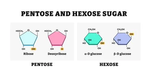 Pentose and hexose sugar molecule form chain diagram formula vector illustr.. Stock Illustration