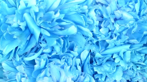 Peonie abstract blue background. Extrem close-up. Top view. Stock Footage 166802356