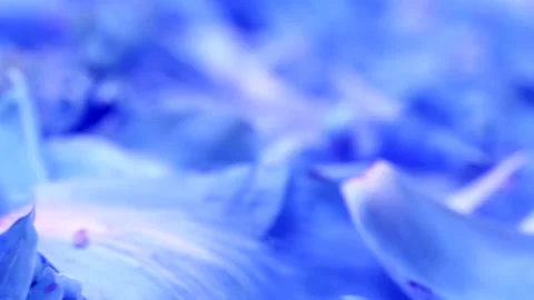 Peonie abstract blue background. Extrem close-up. Side view. Stock Footage 166802940