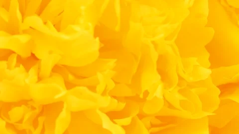 Peonie abstract yellow background. Extrem close-up. Top view. Stock Footage 171368061