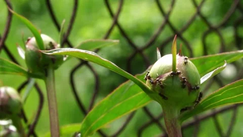 Peonies and Ants Stock Footage 241459599