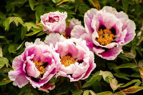 Peonies and bee Stock Photos