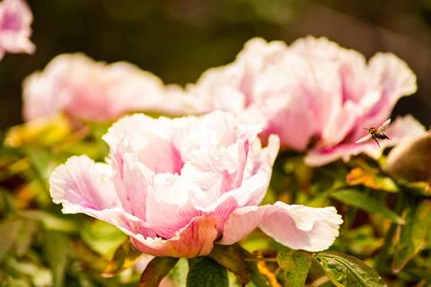 Peonies and bee Stock Photos