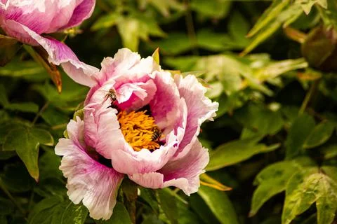 Peonies and bee Stock Photos