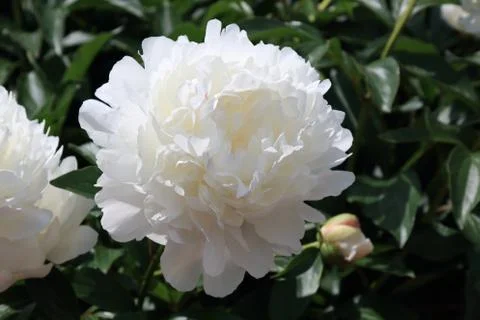 Peonies and bud Stock Photos