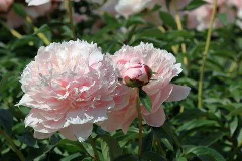 Peonies and bud Stock Photos