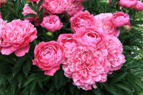 Peonies and bud Stock Photos
