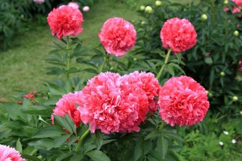 Peonies and buds Stock Photos