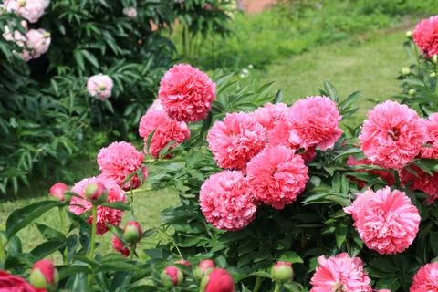 Peonies and buds Stock Photos