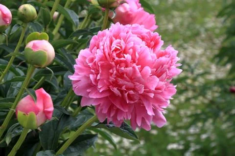 Peonies and buds Stock Photos