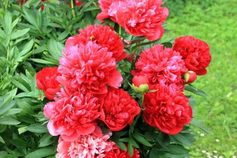 Peonies and buds Stock Photos