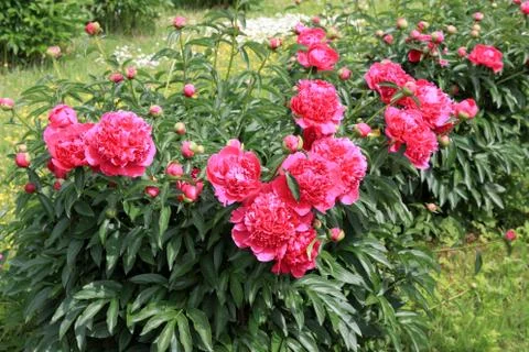 Peonies and buds Stock Photos