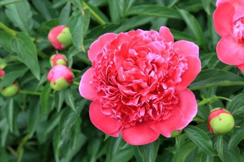 Peonies and buds Stock Photos