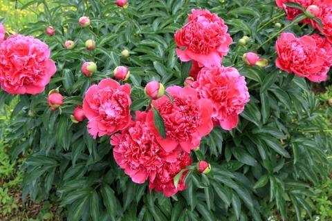 Peonies and buds Stock Photos