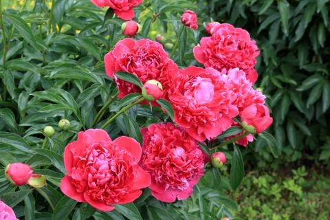 Peonies and buds Stock Photos
