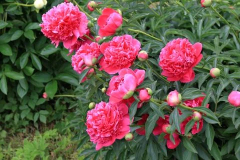 Peonies and buds Stock Photos