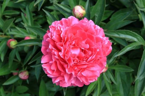 Peonies and buds Stock Photos