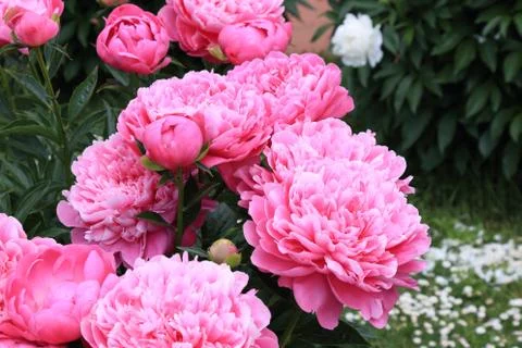 Peonies and buds Stock Photos