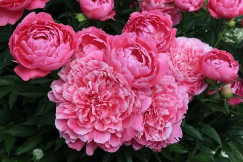 Peonies and buds Stock Photos