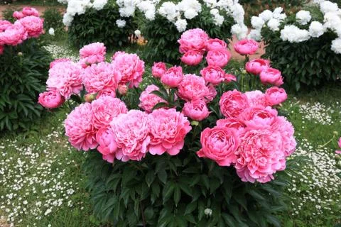 Peonies and buds Stock Photos