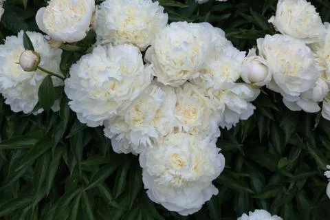 Peonies and buds Stock Photos