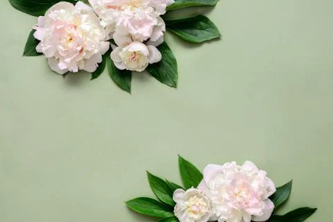 Peonies background with copy space Stock Photos