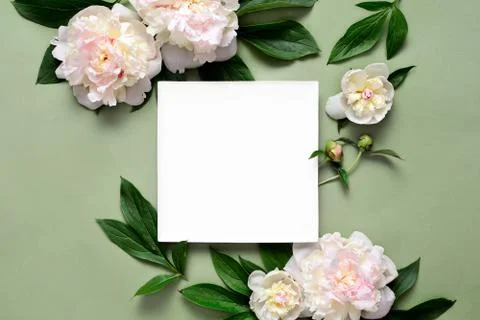 Peonies background with copy space Stock Photos