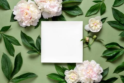Peonies background with copy space Stock Photos